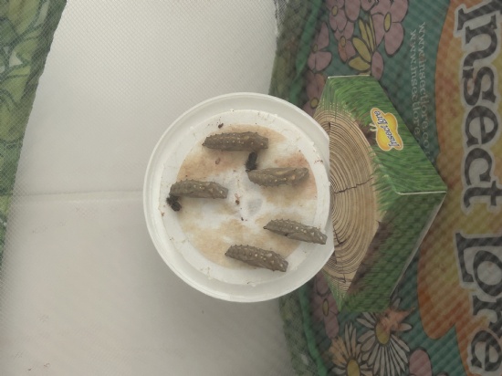 Reception - Caterpillars