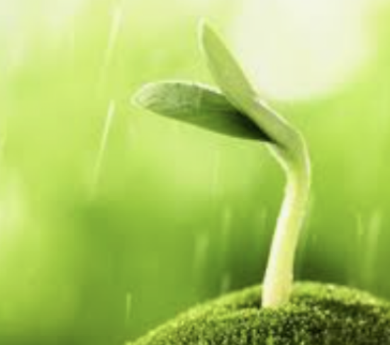 Year 2 Green fingers